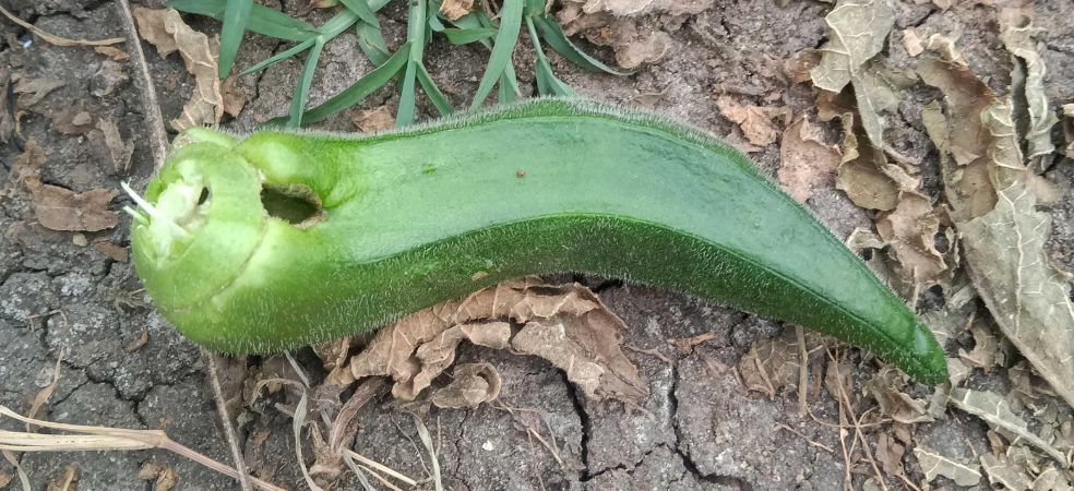 Symptoms and control of fruit borer in okra crop