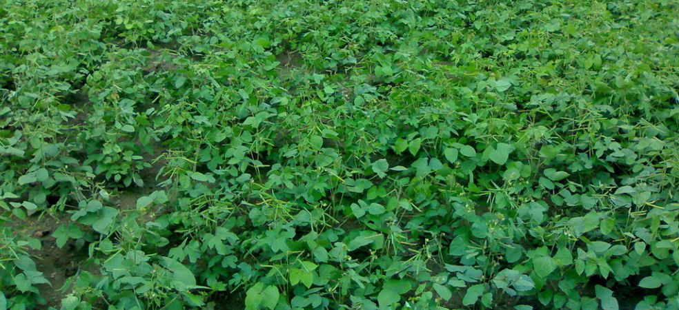 Weed Management in Moong Crop