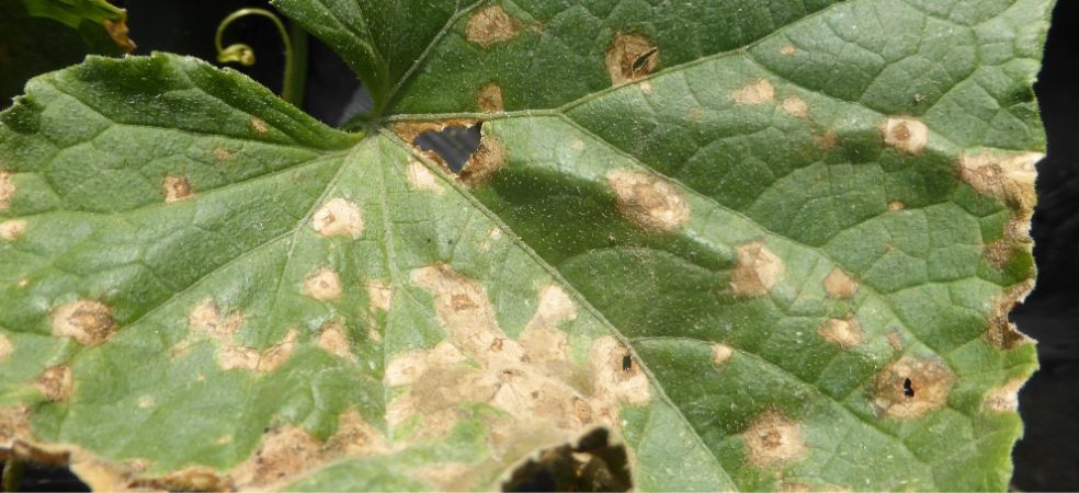 Symptoms and control of anthracnose in cucurbit crops