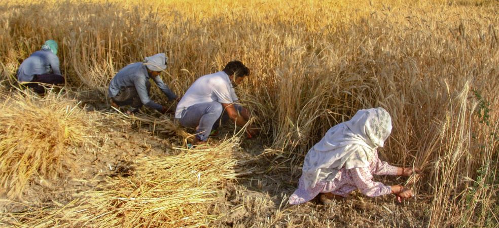 Appropriate time and precautions for harvesting wheat crop