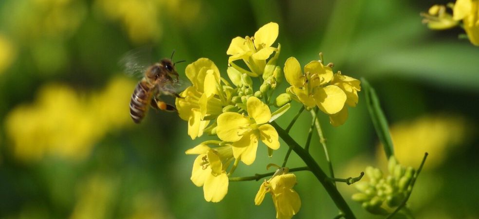 Know how bees are helpful in increasing crop production