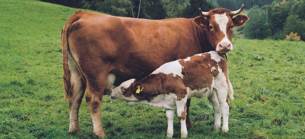 Measures to keep the newborn calf heifer of animals healthy