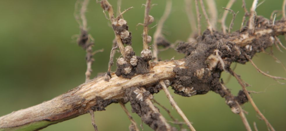 Importance of rhizobium culture in moong crop