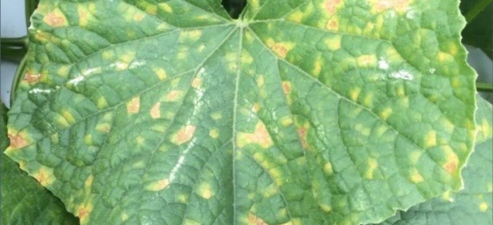 Identification and control of downy mildew disease in bottle gourd crop