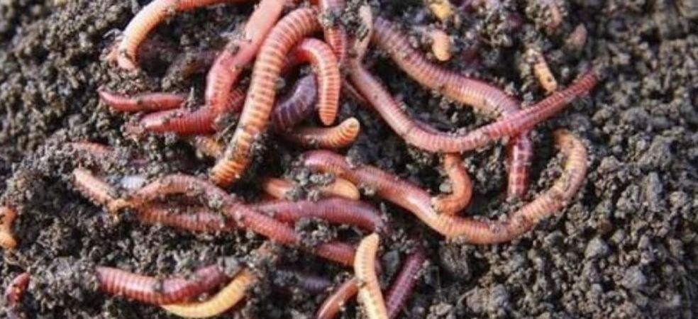 Earthworm composting method for natural farming