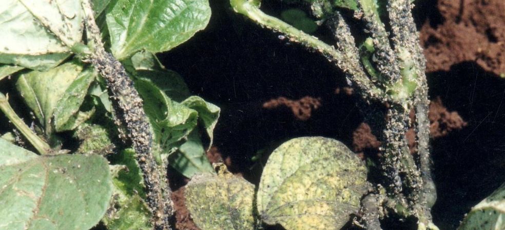 Measures to protect moong crop from sucking insect