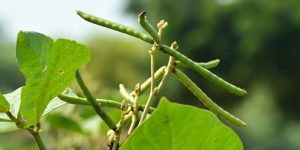 Know the benefits of growing summer moong