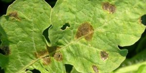 Gummy stem blight symptoms and control in watermelon crop Symptoms