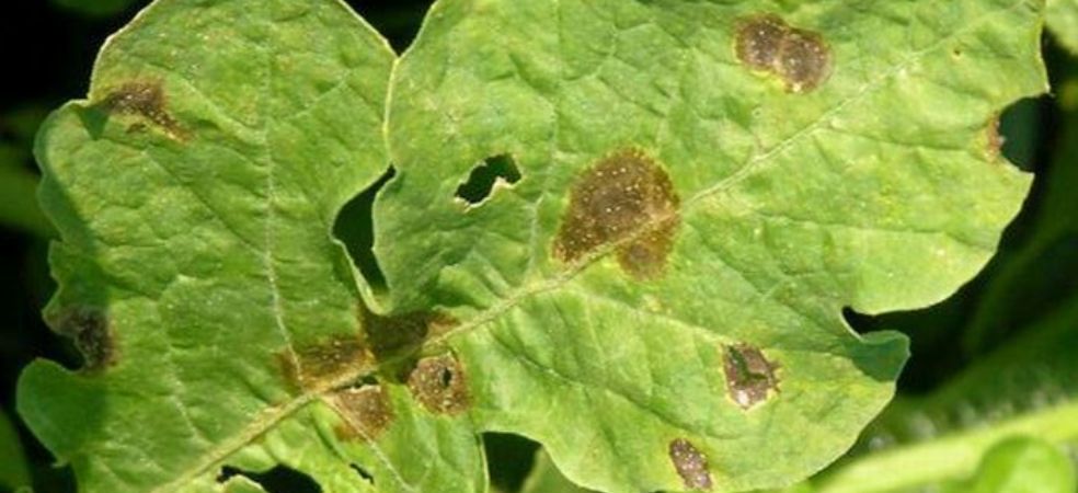 Gummy stem blight symptoms and control in watermelon crop Symptoms