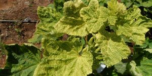 Symptoms and control of yellow vein mosaic virus in okra crop