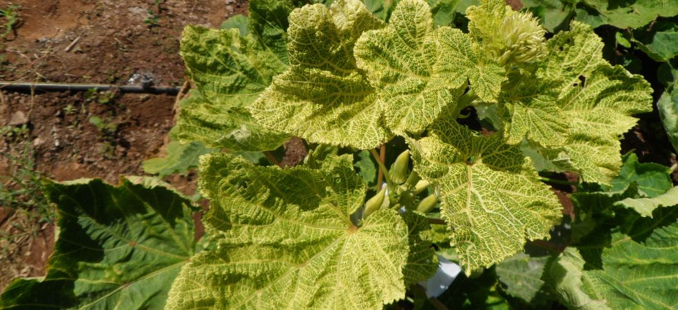 Symptoms and control of yellow vein mosaic virus in okra crop