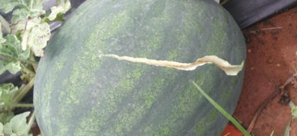 Importance of Boron in Cucurbit crops and symptoms of deficiency