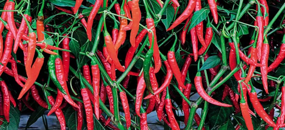 Detailed information about major varieties of chillies and their properties