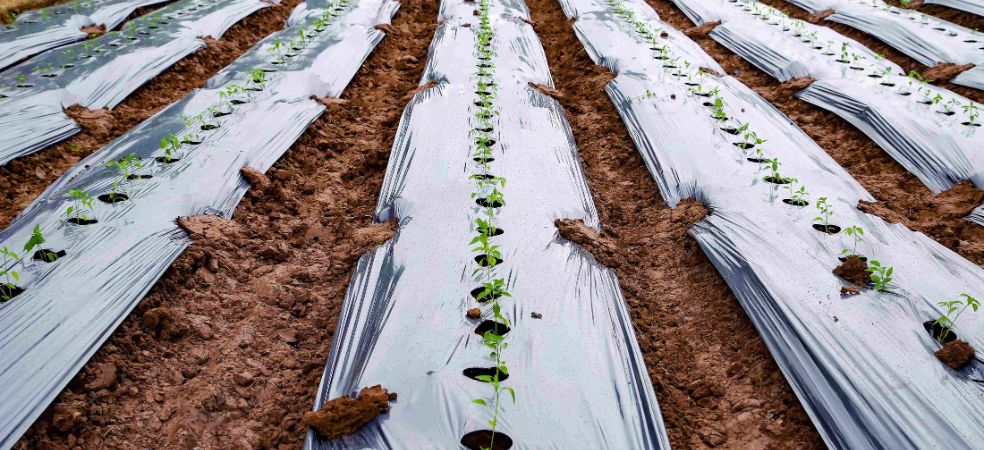 Benefits of applying mulching in vegetable crops