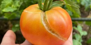 Causes and control of tomato fruit cracking