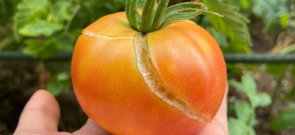 Causes and control of tomato fruit cracking