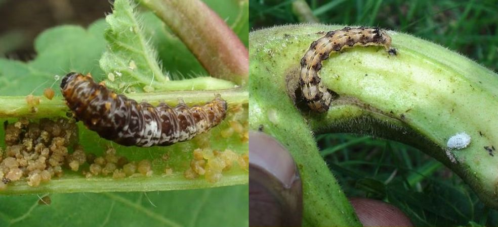 Identification and control of stem and fruit borer in okra crop