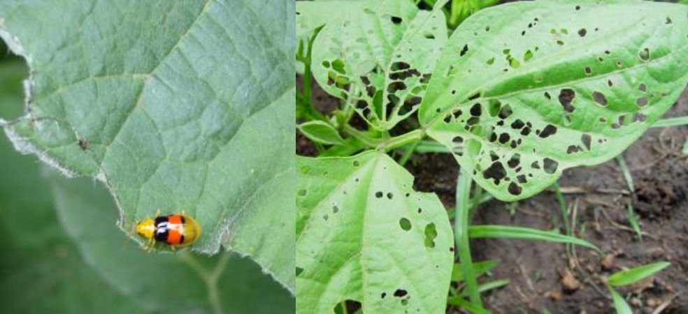 Control of Flea beetles in Moong crop