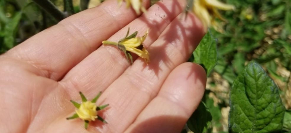 Problem and solution of flower and fruit drop in tomato crop