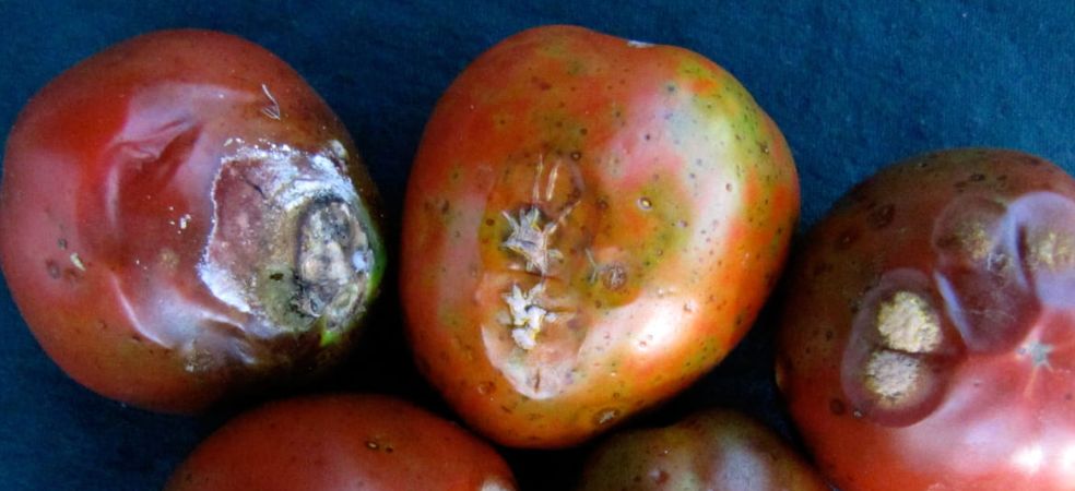 Anthracnose disease increasing in tomato