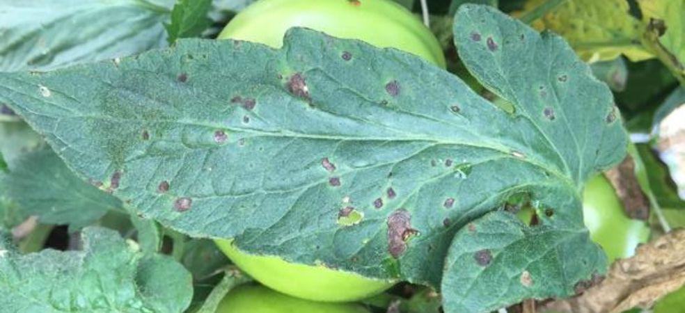 Identification and prevention of early Blight disease in Tomato