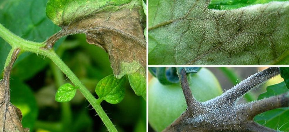 Identification and prevention of Late Blight disease in Tomato