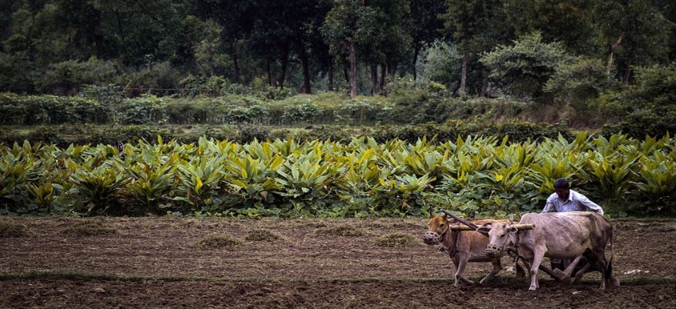 Plant bamboo teak trees and get a 100% subsidy