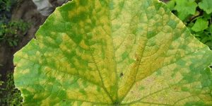 Identification and Prevention of Downy Mildew in Cucumber