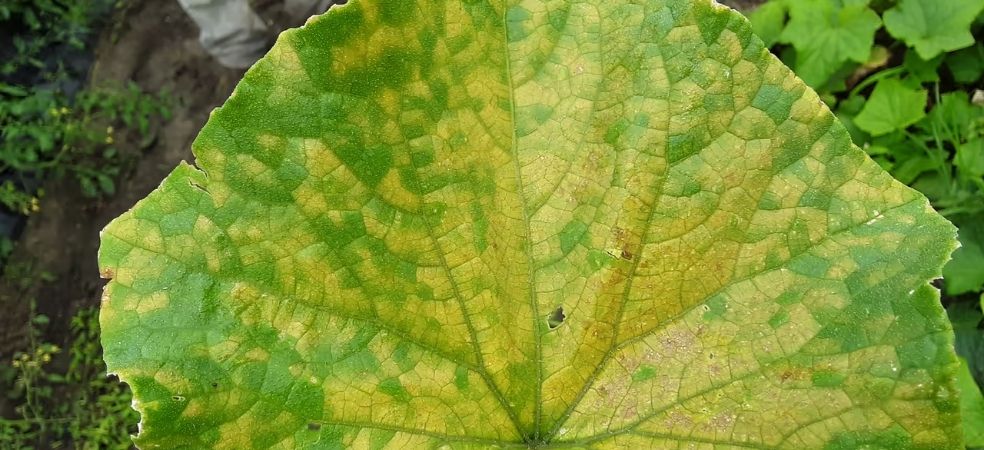 Identification and Prevention of Downy Mildew in Cucumber