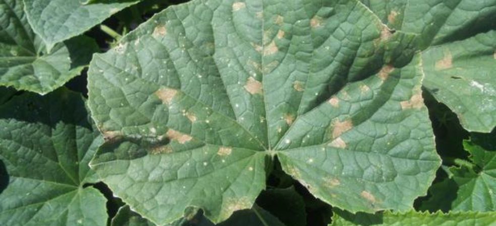 Symptoms and control of downy mildew in cucumber crop