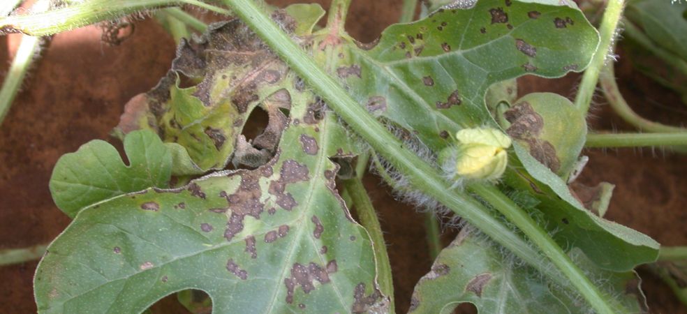 Control of Anthracnose disease in Watermelon and Muskmelon