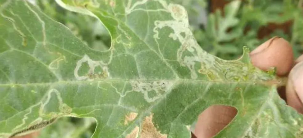 Major pests and control measures of cucurbitaceous crops