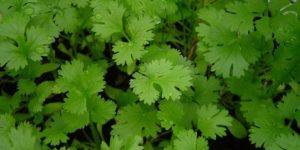 Coriander cultivation will give tremendous yield in less time and earn a lot