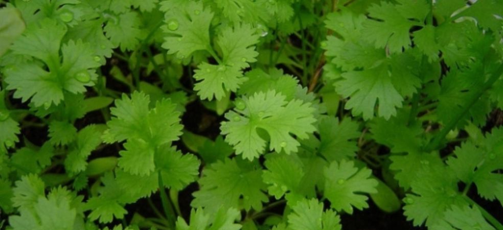 Coriander cultivation will give tremendous yield in less time and earn a lot