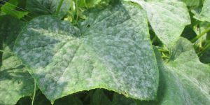 Identification and Prevention of Downy Mildew in Cucumber