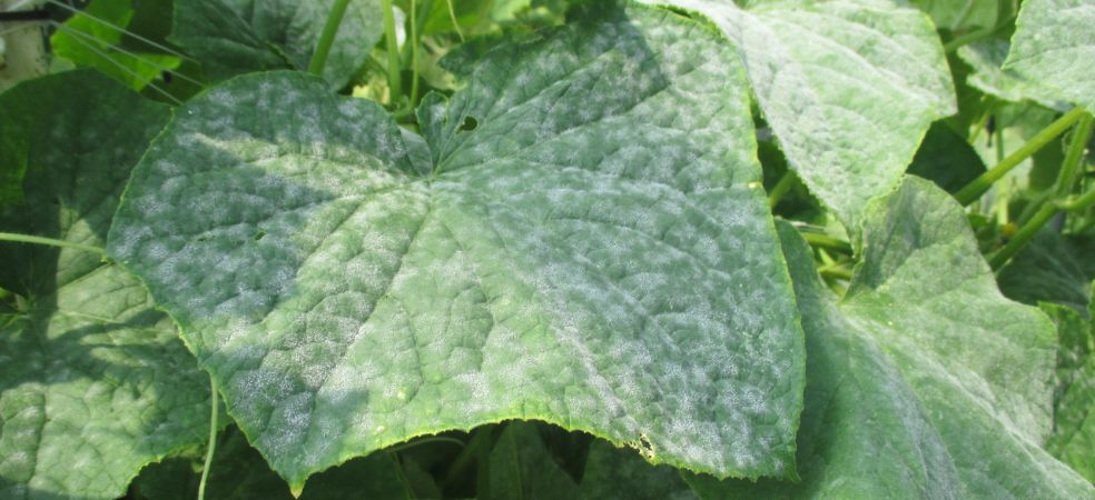 Identification and Prevention of Downy Mildew in Cucumber