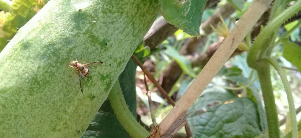 Identification and control of fruit fly in cucumber crop