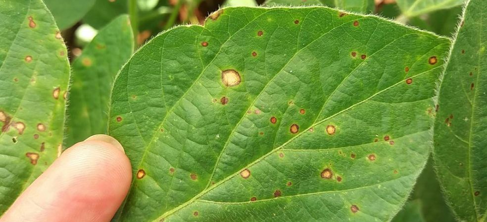 Identification and control of Cercospora leaf spot Disease in moong crop