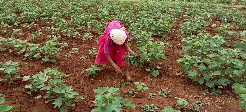 How to manage weed in cotton