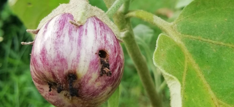 Measures to control fruit borer and stem borer in Brinjal crop