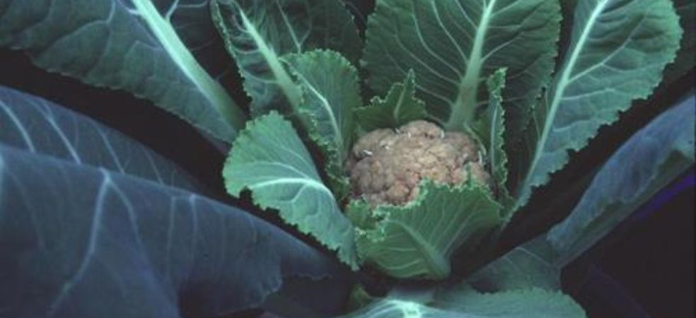 Identification and prevention of Boron element deficiency in Cauliflower