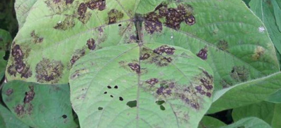 Identification and prevention of anthracnose disease in moong crops