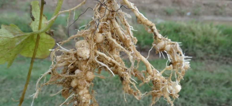 Problem of Nematode in vegetable crops and their prevention