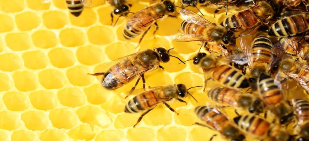 subsidy on beekeeping