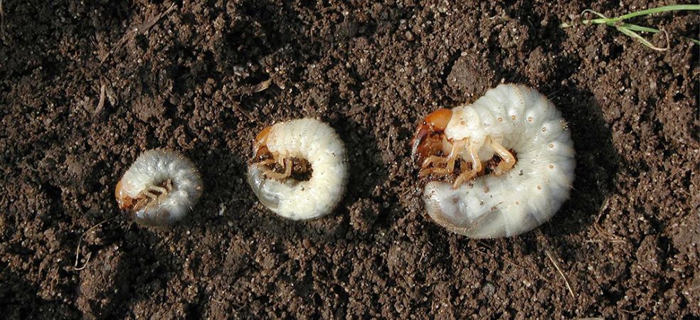 Measures for the prevention of white grub in cotton