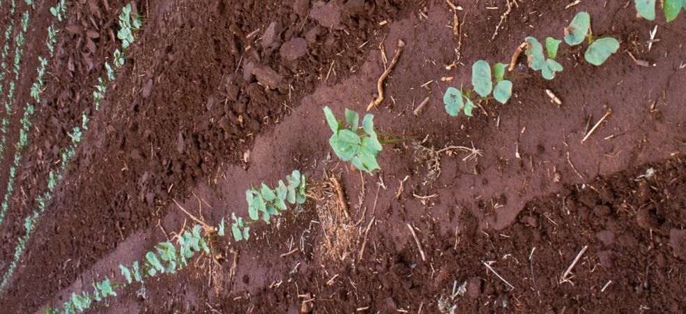 How to manage fertilizer in a cotton crop