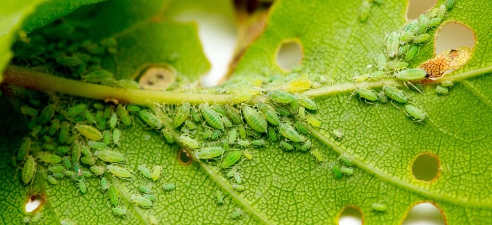 Identification and prevention of Aphid pests in brinjal crops