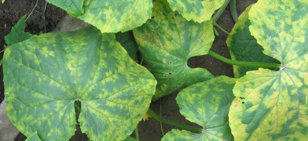 Identification and prevention of yellow mosaic disease in ridge gourd