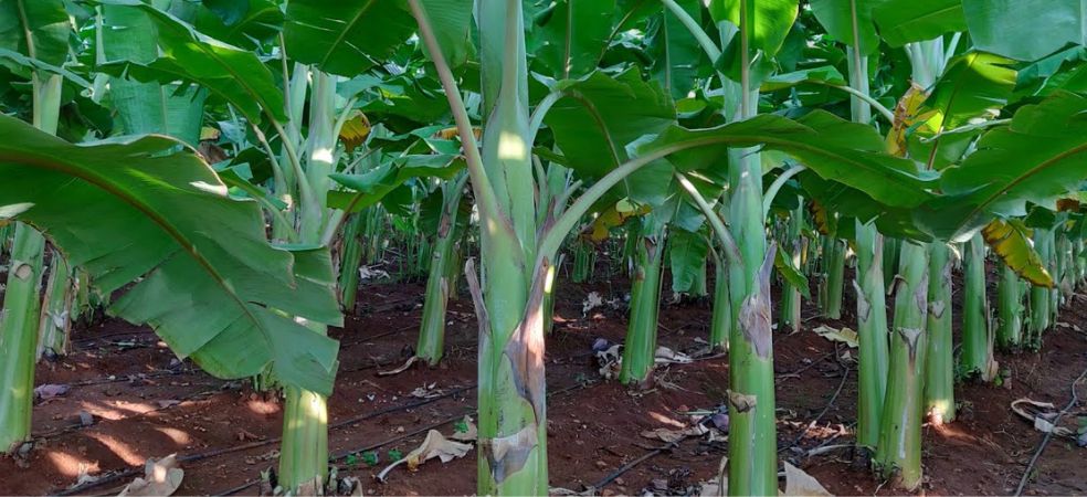 Government will give a grant of Rs 62500 on banana cultivation