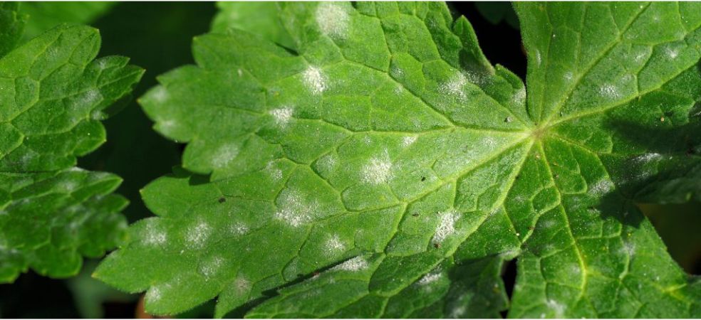 Identification and prevention of powdery mildew disease in bitter gourd